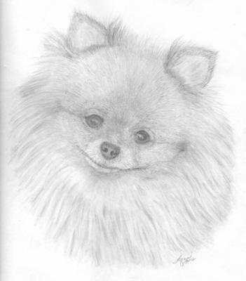 Шпиц померанский карликовый срисовывать