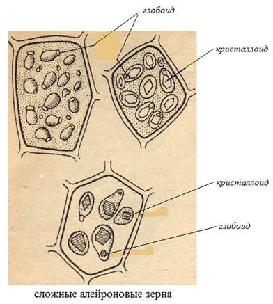 Алейроновые зерна строение