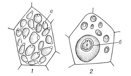 Алейроновые зерна в клетках