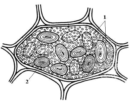 Простые и сложные алейроновые зерна