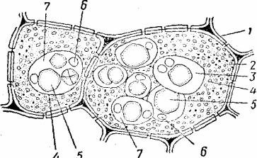 Строение крахмального зерна