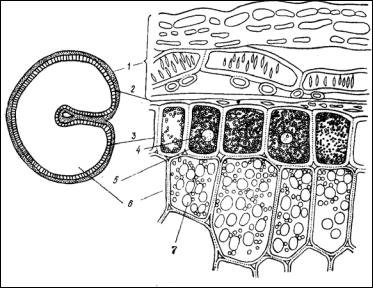 Белковые алейроновые зерна