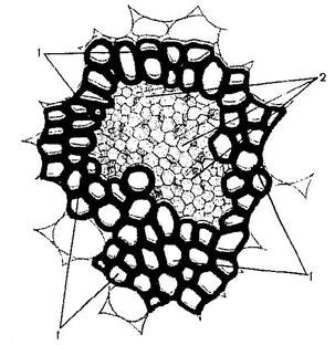 Крахмальные зерна микроскопия