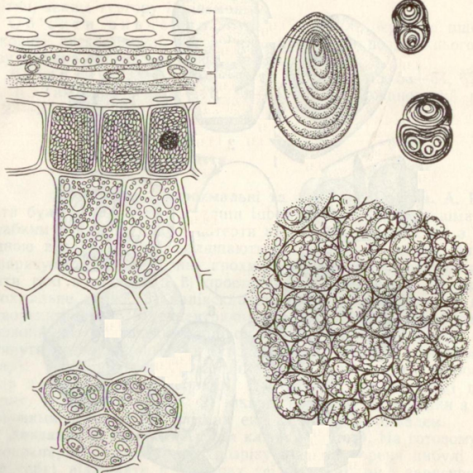 Простые алейроновые зерна рисунок (47 фото)