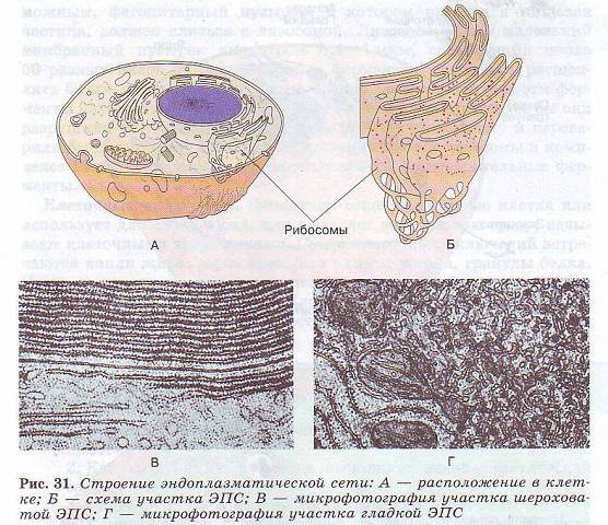 Эндоплазматическая сеть строение рисунок