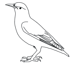 Нарисовать скворца карандашом