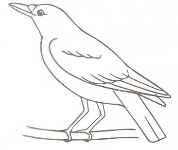 Перелетные птицы раскраска Грач