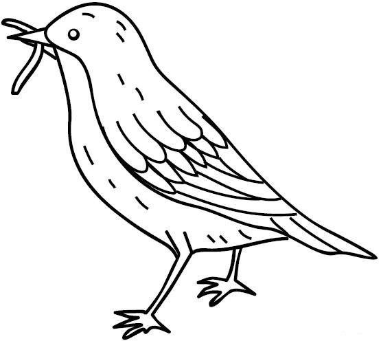 Скворец раскраска для детей