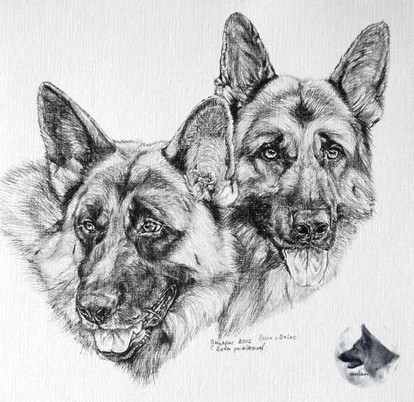 Овчарка рисунок