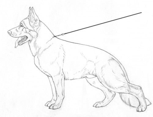 Морда собаки контур