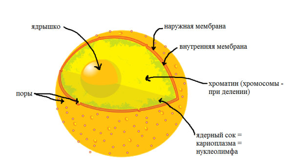 Строение ядра эукариотической клетки