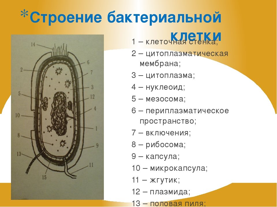 В клетках бактерий есть ядро. Структура бактериальной клетки схема. 5 Класс структура бактериальной клетки. Строение бактериальной клетки 6 класс биология. Строение бактериальной клетки 10 класс схема.