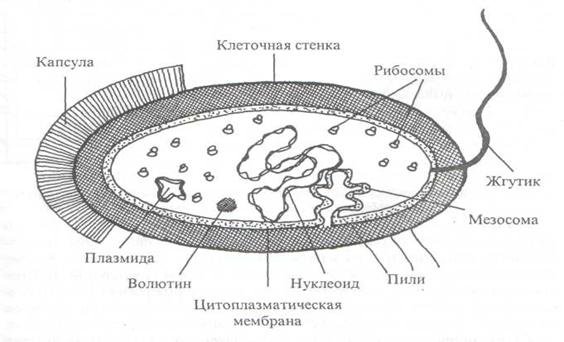 2 мезосома. Строение клетки бактерии. Схема строения бактериальной клетки. Строение бактерии рисунок с подписями. Схема строения прокариотической клетки.