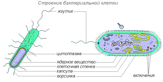 Зарисовать клетку бактерии