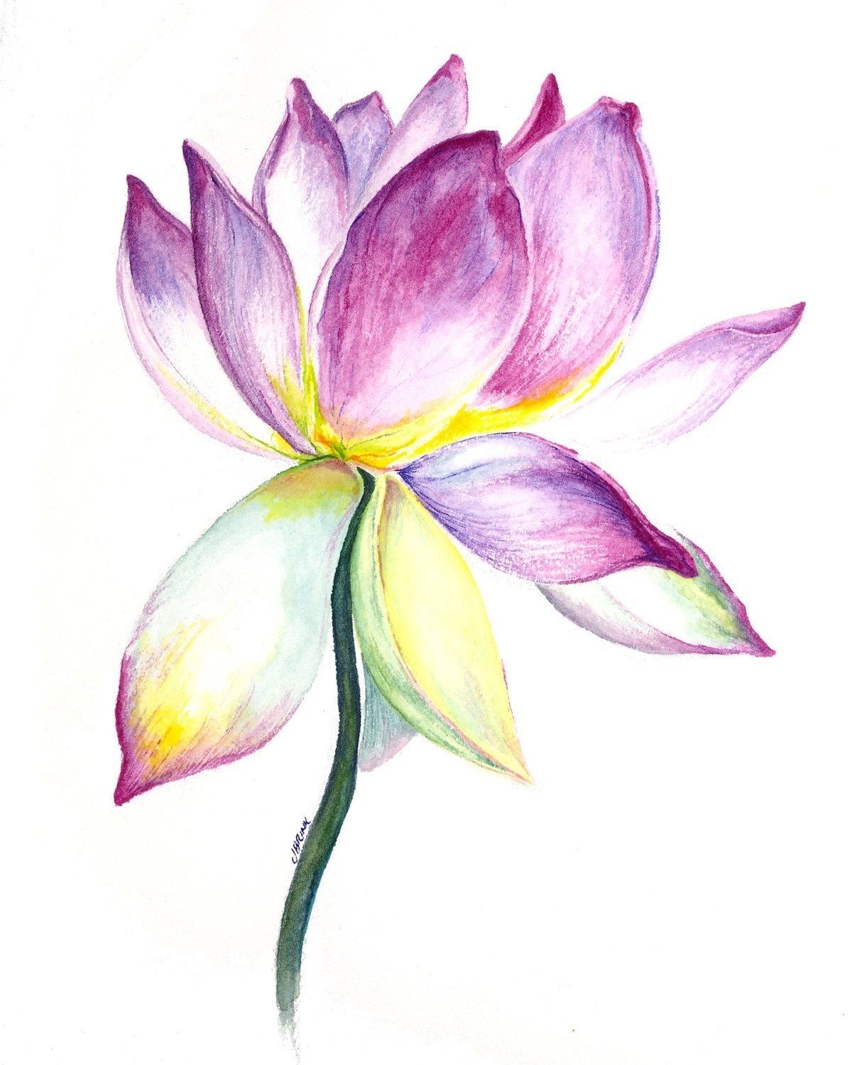 Цветок лотоса акварель