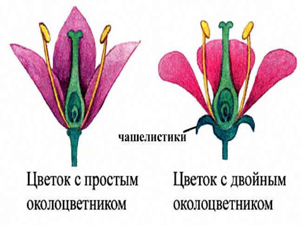 Простые цветки биология