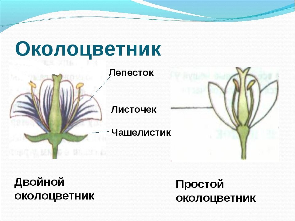 Цветок венчик зародыш какое понятие следует вписать. Двойной и одинарный околоцветник. Строение цветка с простым околоцветником. Двойной околоцветник и простой околоцветник. Околоцветник схема цветка.