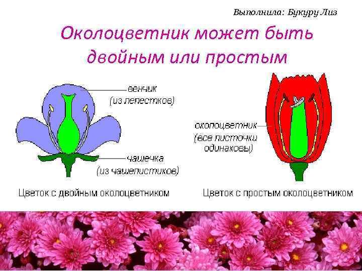 Какой околоцветник у растений. Околоцветник простой венчиковидный чашечковидный. Цветок с простым околоцветником биология. Строение цветка с простым околоцветником и с двойным околоцветником. Строение цветка с двойным околоцветником.