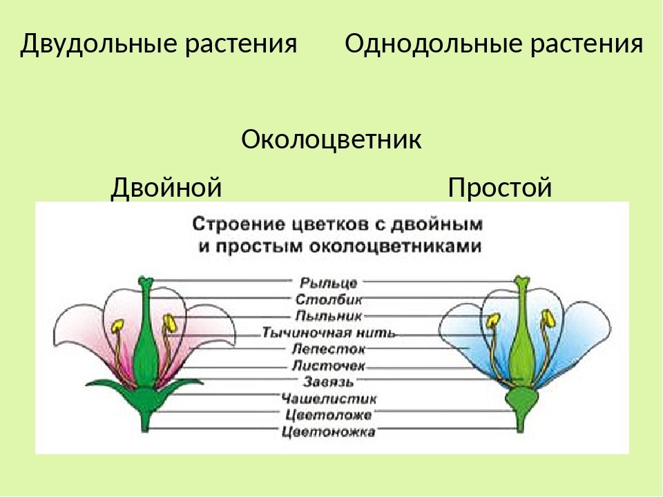 Простые цветки биология. Околоцветник у однодольных и двудольных растений. Околоцветник однодольных растений. Схема покрытосеменных растений околоцветник. Строение цветка двудольных растений.