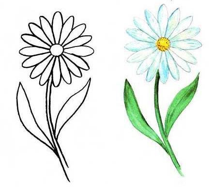 Рисунок ромашки для срисовки