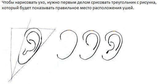 Рисунок уха пошагово для детей