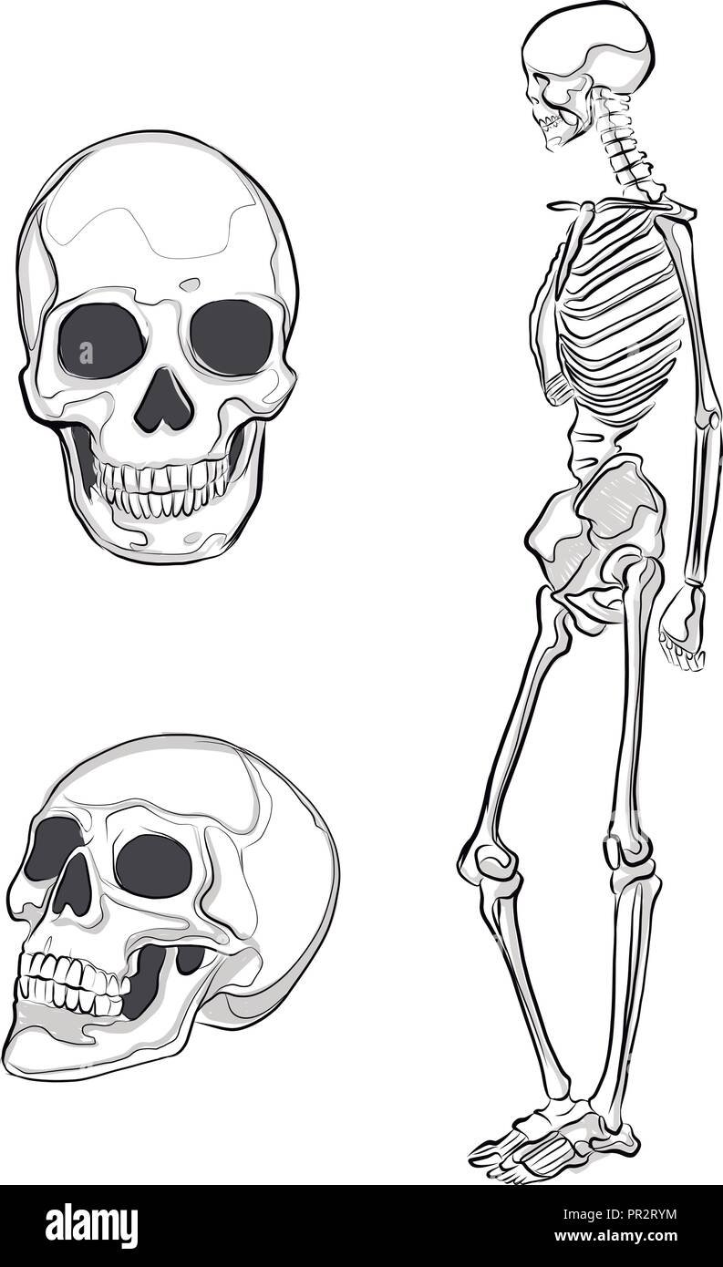 Рисунки маркерами скелет