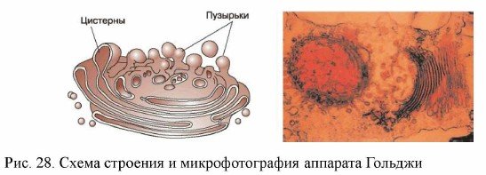Комплекс Гольджи рисунок легкий
