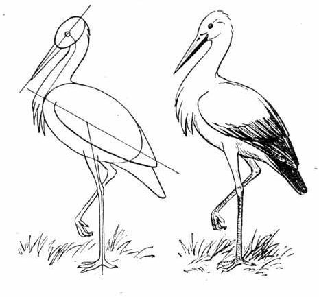 Цапля рисунок легкий