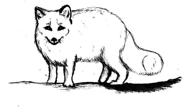 Песец раскраска