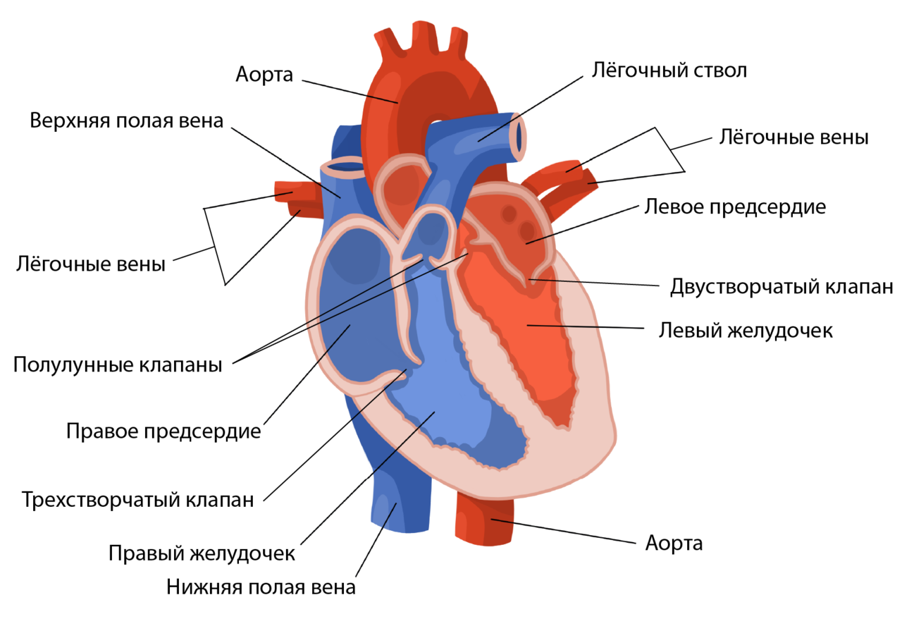 Правое предсердие аорта левый желудочек легкие левое. Строение сердца и функции схема. Строение сердца человека ЕГЭ. Строение сердца человека схема. Строение сердца схема с подписями.