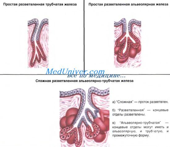 Простая разветвленная трубчатая железа
