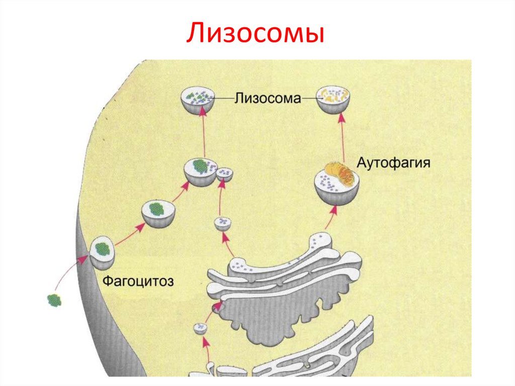 Рисунок лизосом клетки. Лизосомы строение. Схема строения лизосомы. Образование лизосом структура. Структура лизосомы клетки.