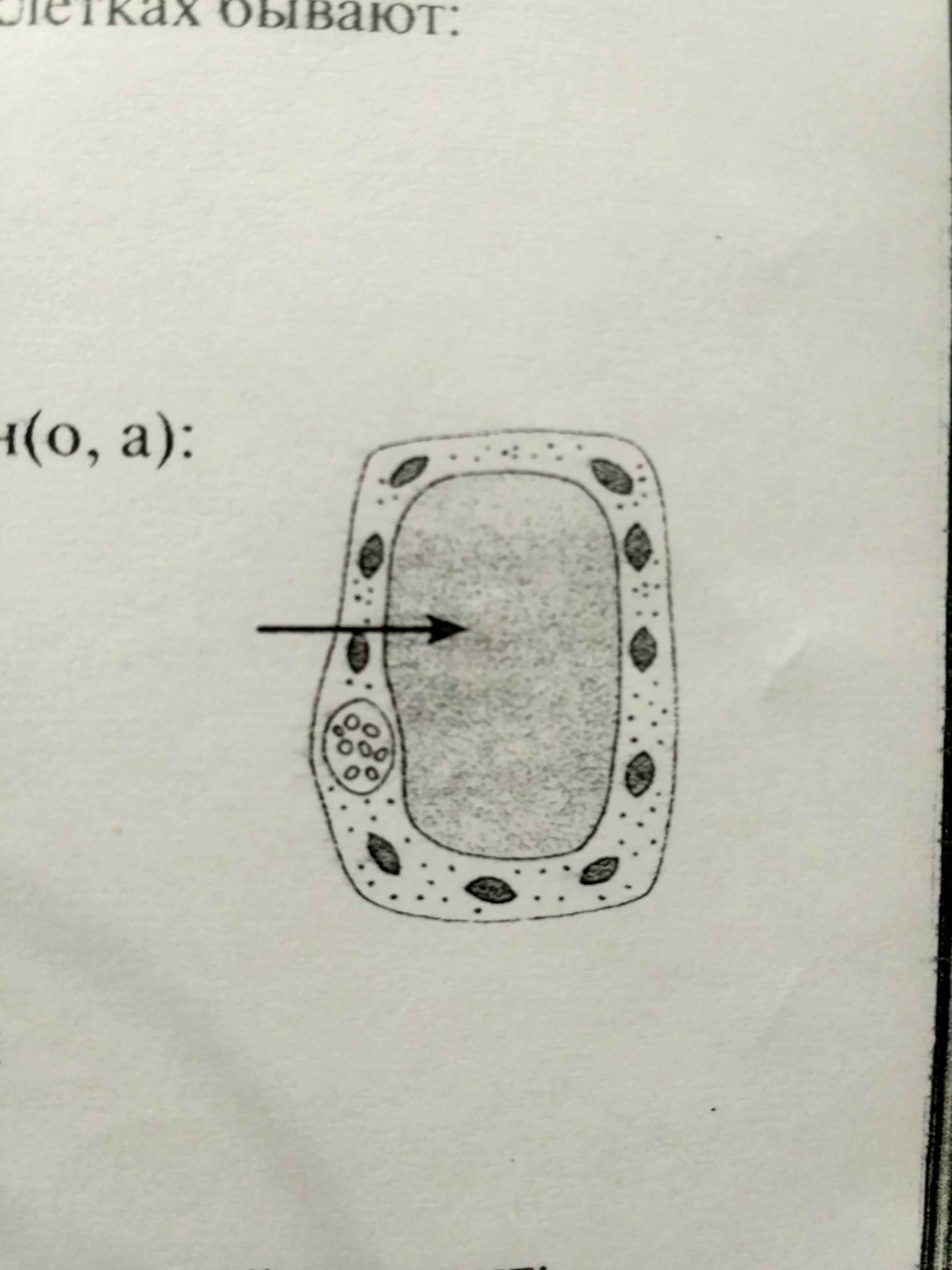 Цитоплазма рисунок карандашом