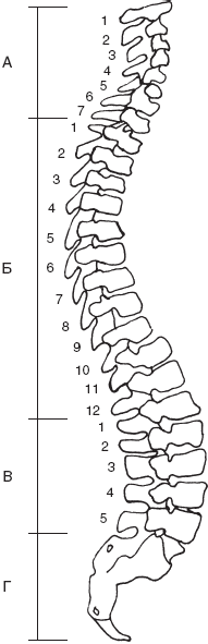 Позвоночник карандашом