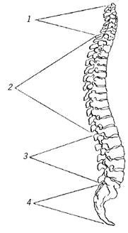 Позвоночник вектор
