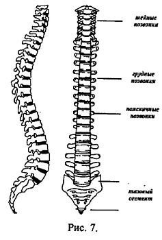 Позвоночник рисунок