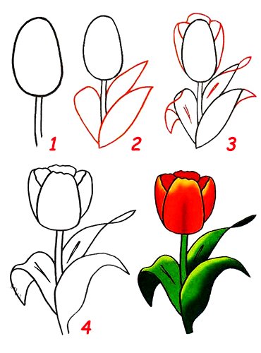 Тюльпан рисунок простой
