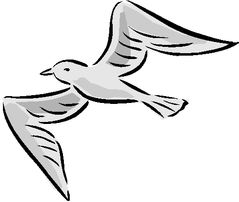 Шаблон Чайки