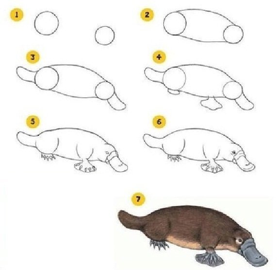 Утконос нарисовать