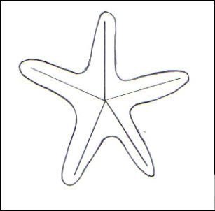 Морская звезда раскраска для детей