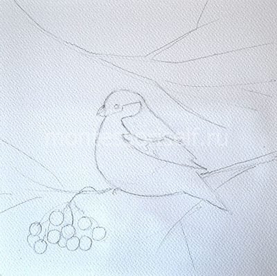Снегирь рисунок карандашом