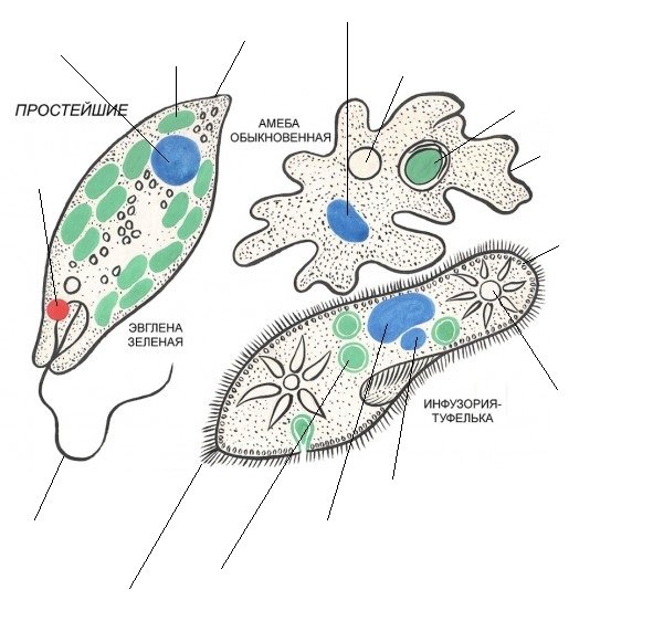 Строение амебы и инфузории