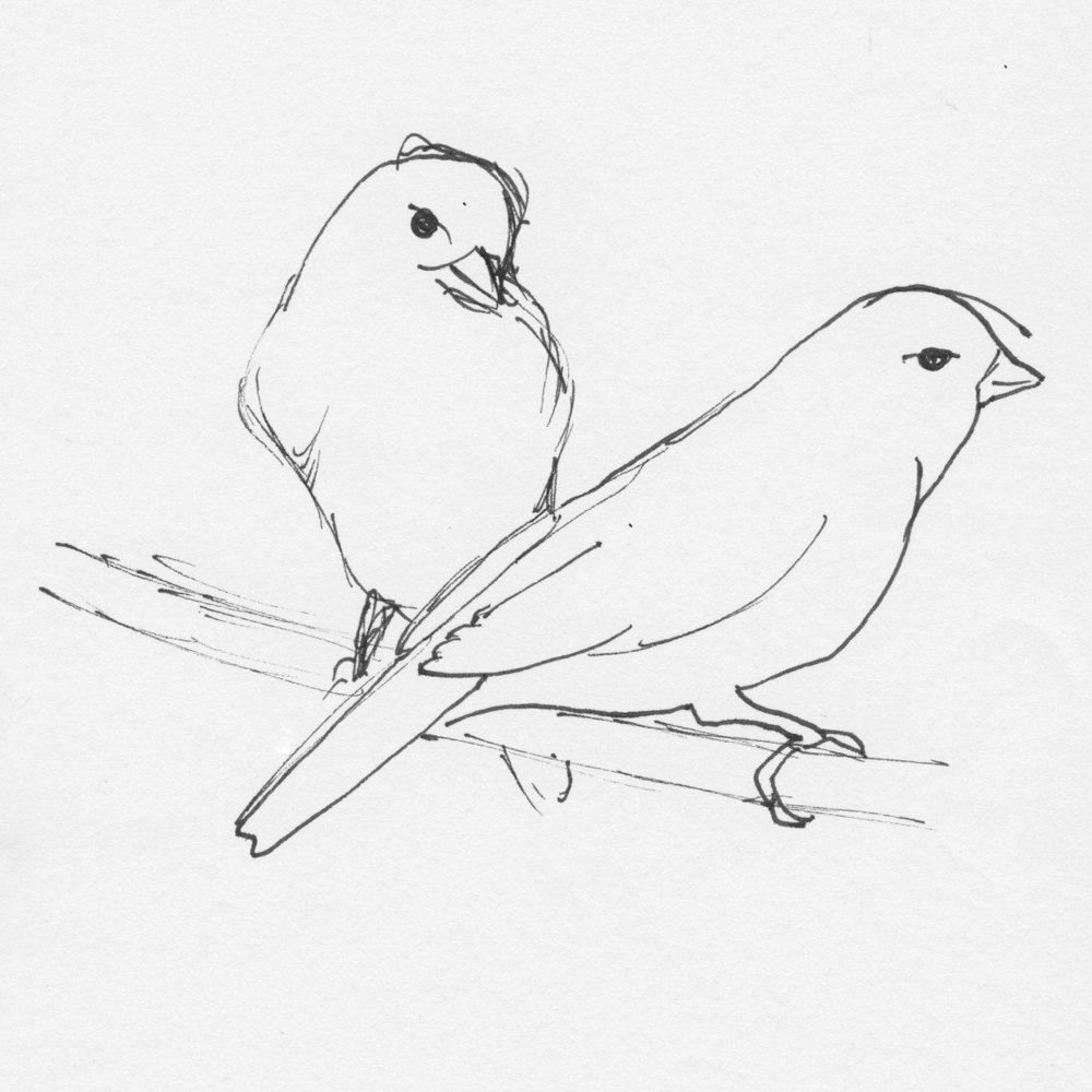 Рисунок птиц карандашом легкие. Зарисовки птиц. Птица рисунок. Рисовка птица. Рисунки птичек для срисовки.