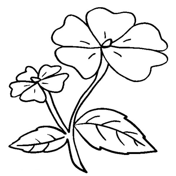 Герань для срисовки