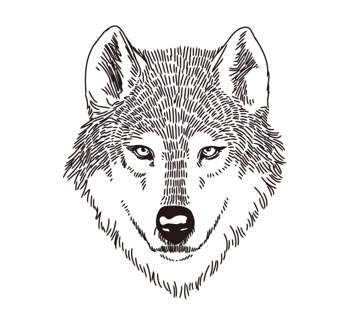 Нарисовать морду волка - 91 фото