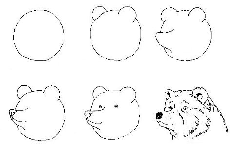 Голова медведя рисунок для детей простой (47 фото)
