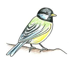 Этапы рисования птицы