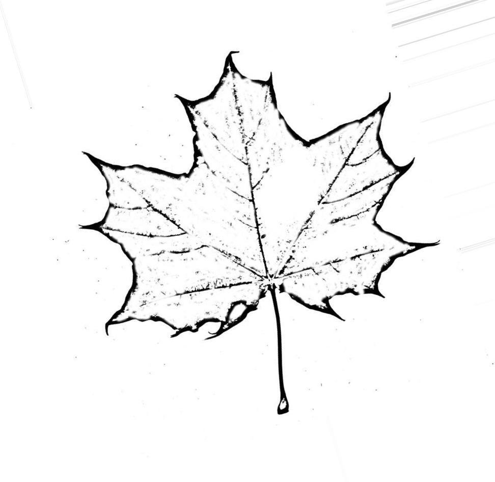 Рисунки для срисовки на лист а4. Листья рисунок. Кленовый лист рисунок. Листья карандашом. Кленовый лист зарисовка.