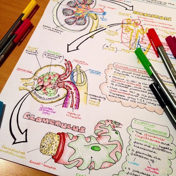Анатомия конспекты с рисунками