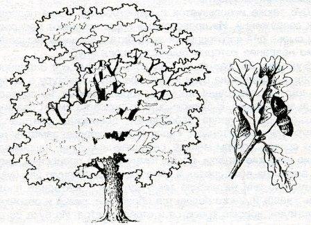 Дуб черешчатый раскраска